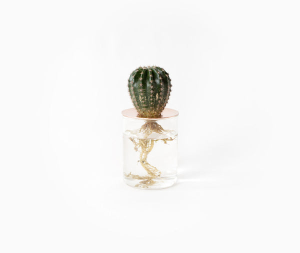 1012 Terra Lid Vision Glass Terrarium Small